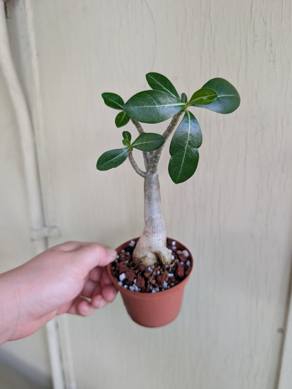 Adenium 'Desert Rose' 3 inch Multi Branch Starter Plants - Picture 3 of 3